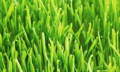 白露和寒露有什么区别？白露和寒露一样吗？