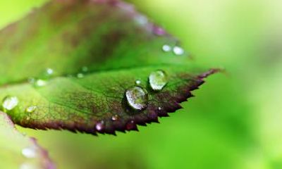 白露茶属于什么茶？白露茶什么时候采摘最合适？