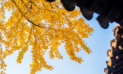 秋分气温大概多少度？秋分是不是就凉快了？