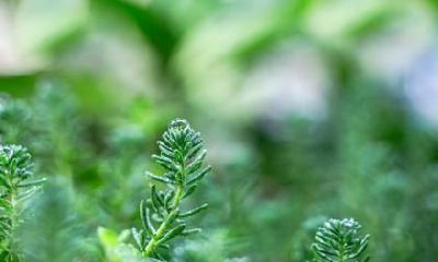 寒露是属于哪个季节的节气？是秋季还是冬季？