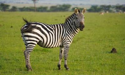 1978年属马的人2017年运程