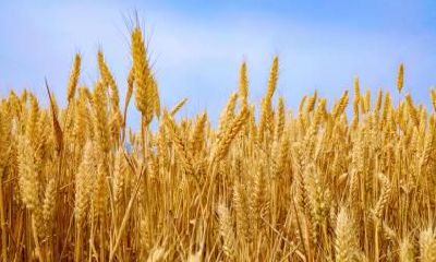 2020年秋分出生是什么星座？2020年秋分出生好不好？