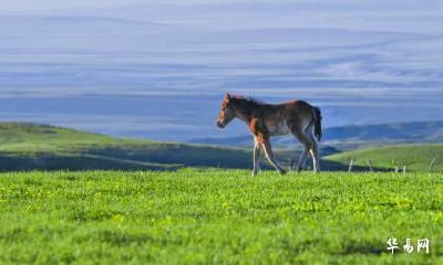 1978年出生的45岁属马人2023年财运运势详解
