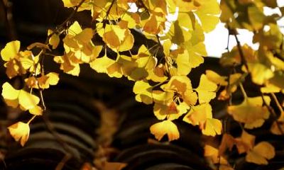 2021年霜降节气禁忌什么？霜降三侯分别是什么？