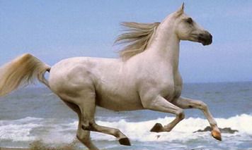 属马人2022年农历十一月整体运势怎么样？