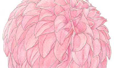 处女座的星座守护花是什么？