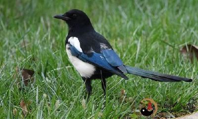 梦见喜鹊飞进怀中