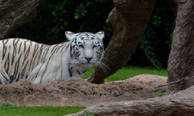 86年生2022年虎女适合穿什么？