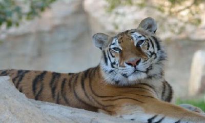 98虎女是早婚还是晚婚？