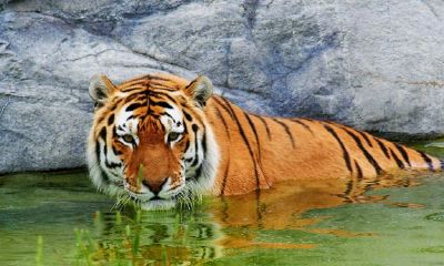 在2022年属相虎是什么属性