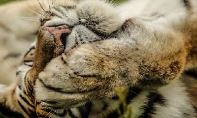 86年属虎女2022合适佩戴哪些