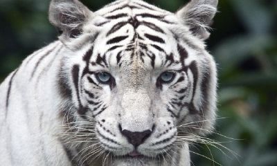 属虎上等命的出生时间