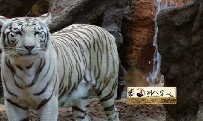 2022年属虎女福报来临