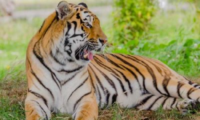 2022年属属相虎是啥命