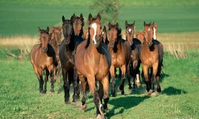 2023年属马人的桃花运旺不旺？会不会有新恋情？