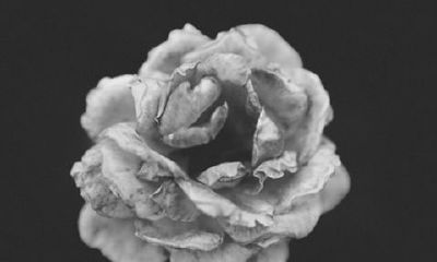 2022十二生肖女性对异性很有吸引力