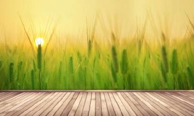 生肖鸡年大寒节气出生的人命会苦吗？