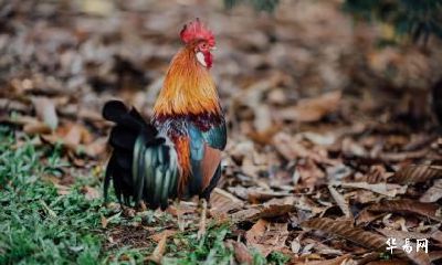 属鸡人2023年运势最不顺的月份，何时才能转运