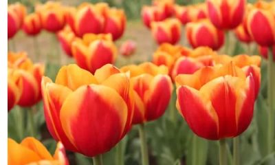 非常不值得心疼的3生肖，吃着碗里看着锅里，家妻多好都不满足