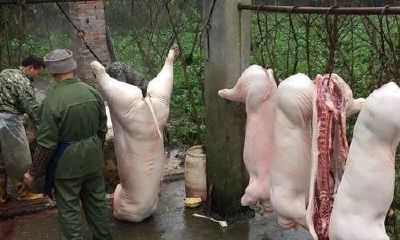 梦到看他人宰猪