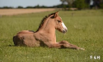 老公属龙我属马适不适合在2023年生孩子？