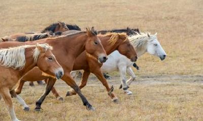 生肖马的文昌位怎么看？在什么方位？