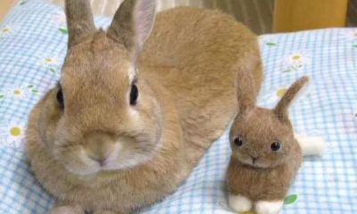 一兔得道，九族升天：家有63年兔，将迎来大变化