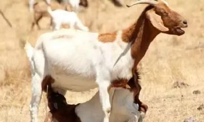 生肖羊喜欢谁，会有很强的控制欲？