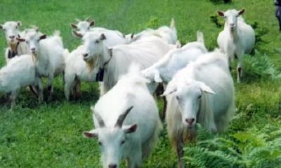 生肖羊跟谁在一起会走霉运？