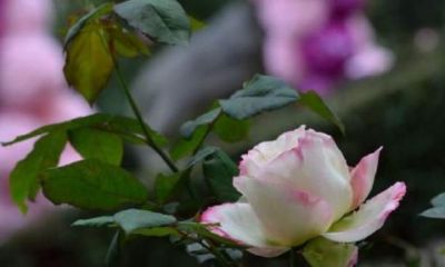 婚配中“非常强势”的3大生肖女，丈夫敢怒不敢言