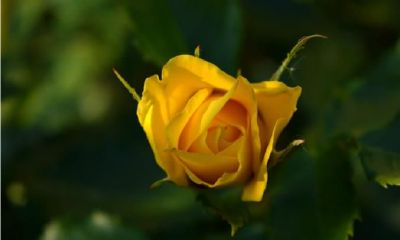 为人豁达，心性不骄，余生福气满满的星座