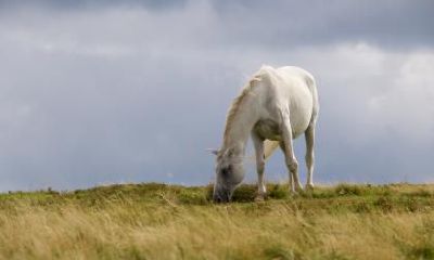 2020年生肖马的贵人属什么？贵人运如何？