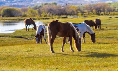 2014年出生的生肖马贵人属什么？生肖马的小人如何化解？