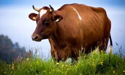 牛年，有关“牛”的文化知识