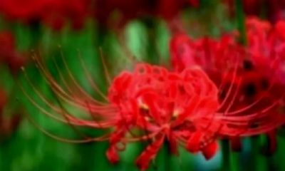 婚姻里面命苦的三个生肖，婚前自在婚后不幸福，丈夫还无法理解