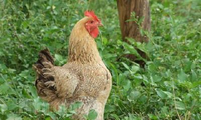 来吧来吧，这儿有了你想掌握的属相“鸡”