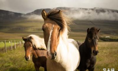 属马人跟属鸡人适合在2023年结婚吗？两者结婚好吗？