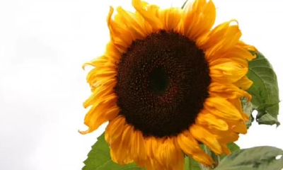 在婚姻中命最苦的3大生肖，婚前完善婚后烦闷乐，丈夫还不理解