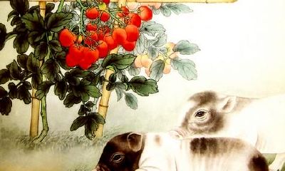 缺点就是“太多优点”的生肖猪