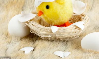 【周公解梦】梦到雏鸡 小鸡