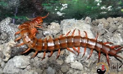 梦见好多大蜈蚣