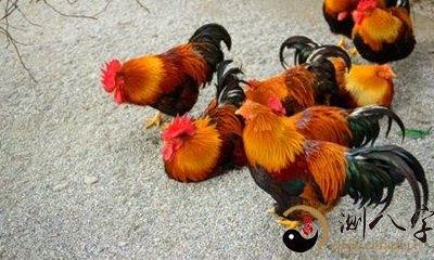 梦见很多小公鸡