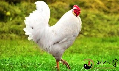 梦到白公鸡