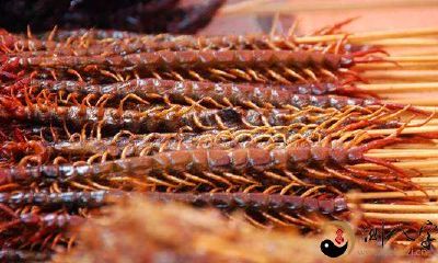 梦见蟑螂和大蜈蚣