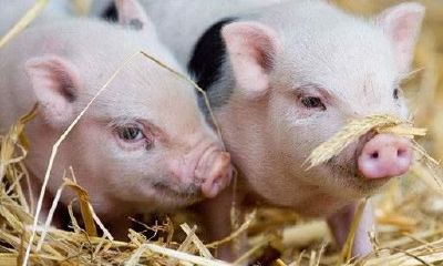 心宽体胖的猪，为什么排在12属相未尾？