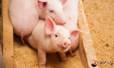 梦到一头黑猪咬我