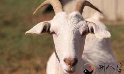 梦见山羊被别人偷去杀了