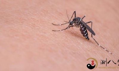 梦见被小虫子咬了个包