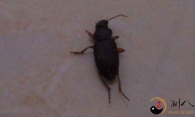 梦见很多小虫子踩死不了