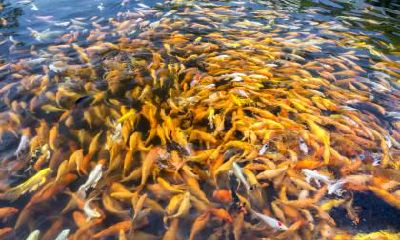 猪年夏天出生的宝宝起名用什么字好听？